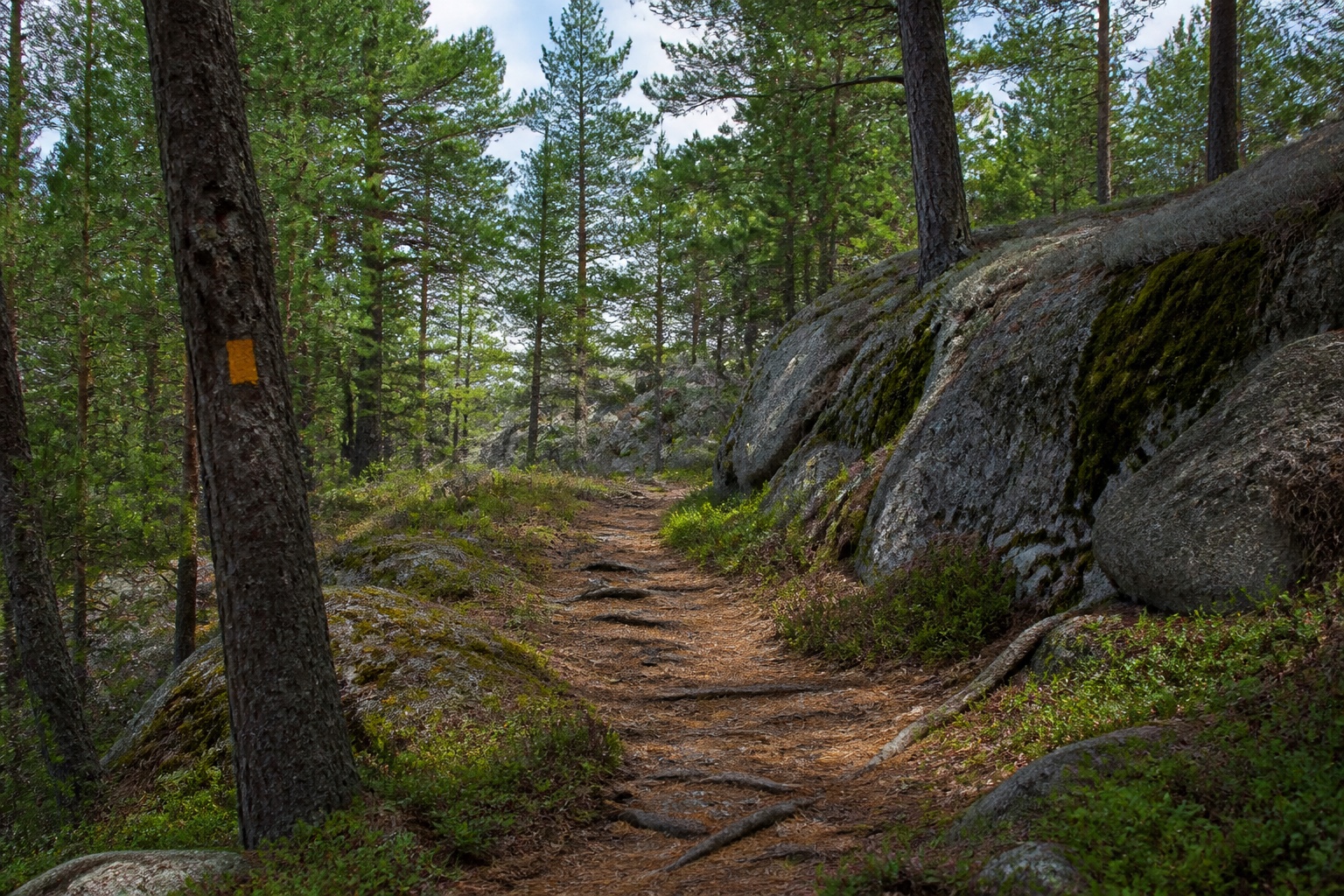 A marked forest trail leading through pines and Canadian Shield rock